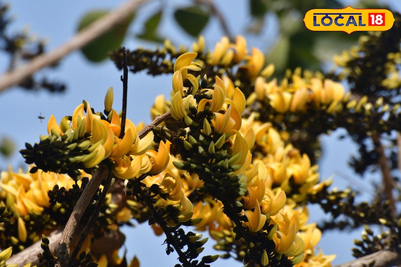 ঋতুরাজ বসন্ত ফুটে উঠে রাঙা পলাশ। প্রকৃতি সেজে ওঠে। আরে পলাশের সৌন্দর্য দেখতে মানুষ দূর দূরান্তে পাড়ি দেয়। সাধারণত রাঢ় বাংলায় রাঙা পলাশ বা লাল পলাশ ফুল দেখা যায়। কিন্তু এখন আপনাকে বলবো হলুদ পলাশের গল্প! হলুদ পলাশ শুনেই কিছুটা অবাক হলেন। অবাক হওয়ার কিছুই নেই। পূর্ব মেদিনীপুর জেলার তমলুকের আশেপাশে রয়েছে হলুদ পলাশ। (ছবি ও তথ্য: সৈকত শী) ঋতুরাজ বসন্ত ফুটে উঠে রাঙা পলাশ। প্রকৃতি সেজে ওঠে। আরে পলাশের সৌন্দর্য দেখতে মানুষ দূর দূরান্তে পাড়ি দেয়। সাধারণত রাঢ় বাংলায় রাঙা পলাশ বা লাল পলাশ ফুল দেখা যায়। কিন্তু এখন আপনাকে বলবো হলুদ পলাশের গল্প! হলুদ পলাশ শুনেই কিছুটা অবাক হলেন। অবাক হওয়ার কিছুই নেই। পূর্ব মেদিনীপুর জেলার তমলুকের আশেপাশে রয়েছে হলুদ পলাশ। (ছবি ও তথ্য: সৈকত শী)