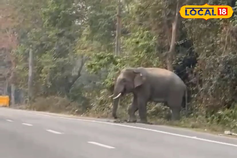 ভাগ্য ভাল থাকলে আলিপুরদুয়ার শহরে প্রবেশের মুখেই তাঁর সঙ্গে দেখা হয়ে যেতে পারে। তাঁকে দেখলে মুখে হাসি ফুটে ওঠে সকলের। পর্যটক থেকে শুরু করে পথচারী, সবাই তাঁকে 'ফ্রেন্ডলি হাতি' নামে ডাকছে। (ছবি ও তথ্যঃ অনন্যা দে) ভাগ্য ভাল থাকলে আলিপুরদুয়ার শহরে প্রবেশের মুখেই তাঁর সঙ্গে দেখা হয়ে যেতে পারে। তাঁকে দেখলে মুখে হাসি ফুটে ওঠে সকলের। পর্যটক থেকে শুরু করে পথচারী, সবাই তাঁকে 'ফ্রেন্ডলি হাতি' নামে ডাকছে। (ছবি ও তথ্যঃ অনন্যা দে)