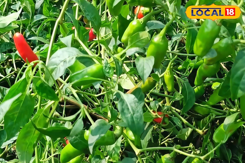 খাবারের স্বাদ বাড়াতে লঙ্কার গুরুত্ব অপরিসীম। আর সেই লঙ্কাই এখন উত্তর ২৪ পরগনা জেলার বসিরহাটের কৃষকদের আর্থিক স্বাবলম্বিতার প্রধান ভরসা হয়ে উঠেছে। স্থানীয়ভাবে উৎপাদিত কাঁচা লঙ্কা রাজ্যের সীমানা ছাড়িয়ে দেশের বিভিন্ন প্রান্তে পৌঁছনোর পাশাপাশি বিদেশের বাজারেও পাড়ি দিচ্ছে। ফলে চাষের ধরনে এসেছে বড় পরিবর্তন। খাবারের স্বাদ বাড়াতে লঙ্কার গুরুত্ব অপরিসীম। আর সেই লঙ্কাই এখন উত্তর ২৪ পরগনা জেলার বসিরহাটের কৃষকদের আর্থিক স্বাবলম্বিতার প্রধান ভরসা হয়ে উঠেছে। স্থানীয়ভাবে উৎপাদিত কাঁচা লঙ্কা রাজ্যের সীমানা ছাড়িয়ে দেশের বিভিন্ন প্রান্তে পৌঁছনোর পাশাপাশি বিদেশের বাজারেও পাড়ি দিচ্ছে। ফলে চাষের ধরনে এসেছে বড় পরিবর্তন।