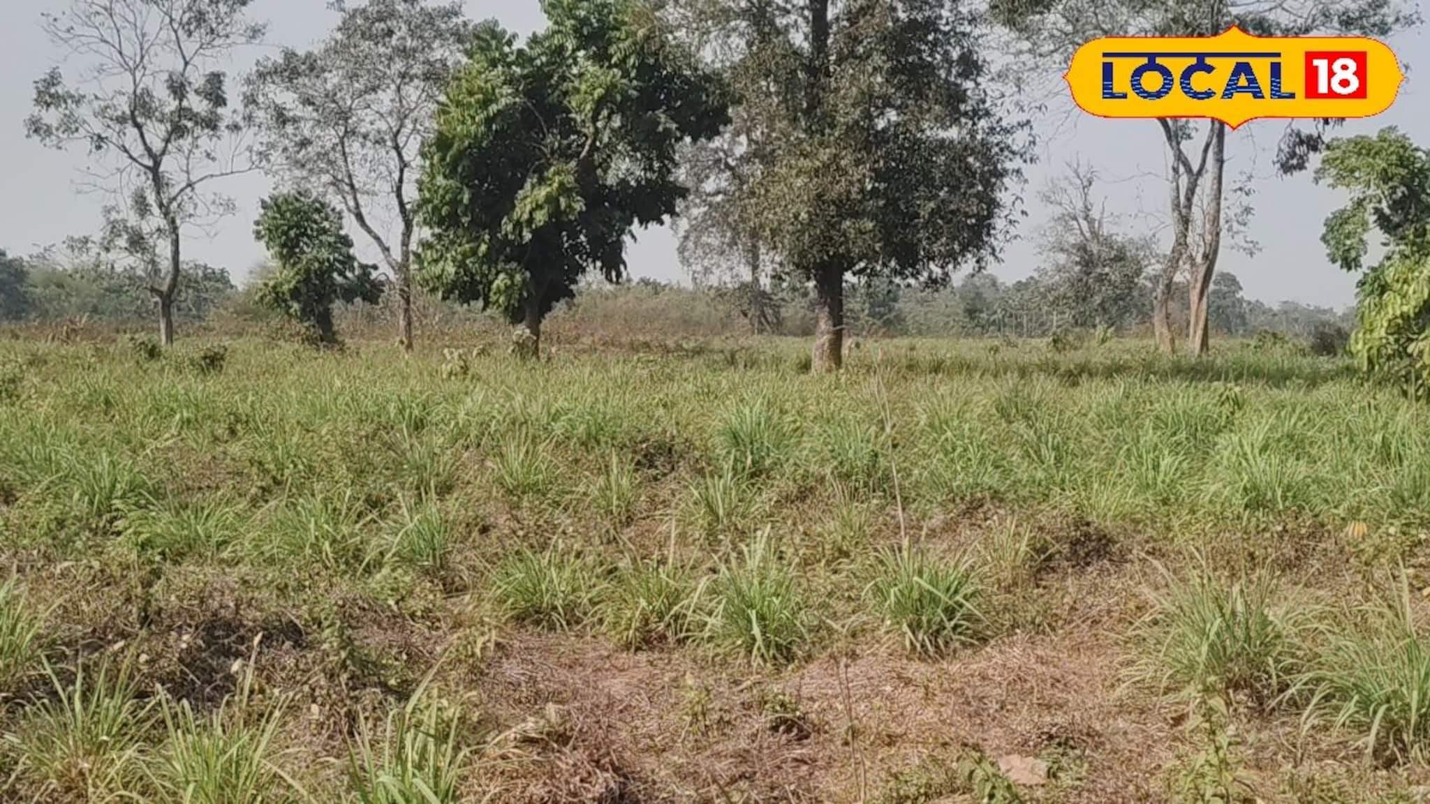 Citronella Oil: মশা তাড়াতে বা ঘর মোছায় সিট্রোনেলা ব্যবহার করছেন? কিন্তু সেটি কি আসল? জেনে নিন আসল চিনবেন কীভাবে