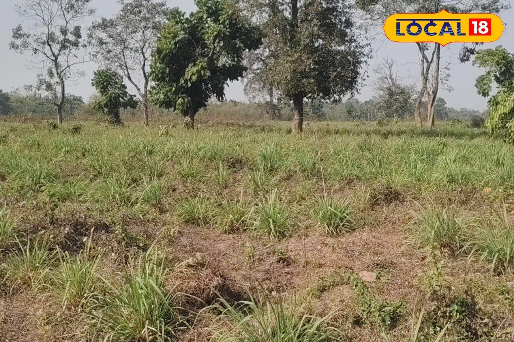 মশা তাড়াতে সিট্রোনেলা ব্যবহার করছেন? কিন্তু সেটি কি আসল? জেনে নিন আসল চিনবেন কীভাবে