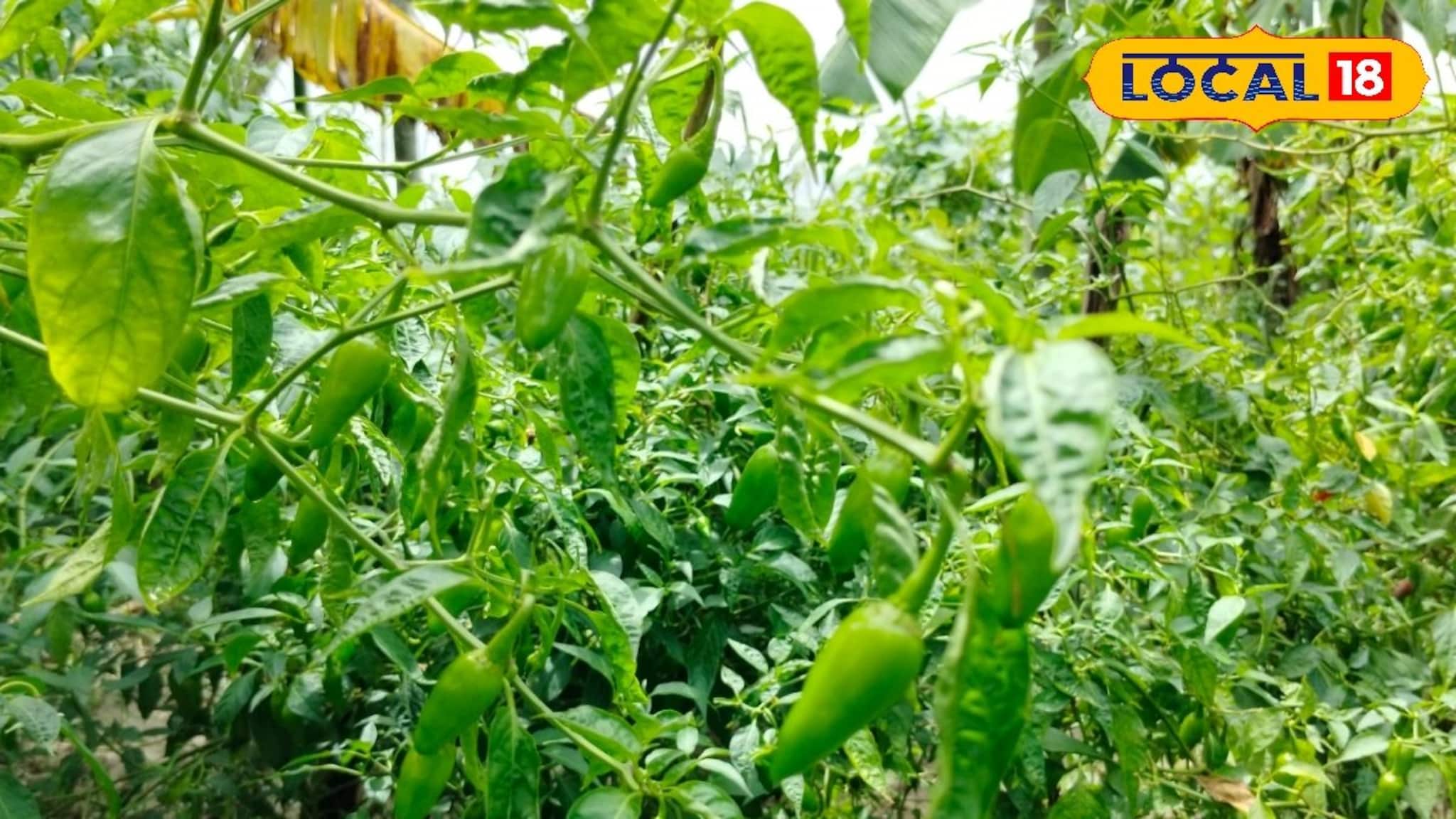 Agriculture News: জমিতে নয় খালের পাড়েই লঙ্কা চাষ! ব্যাপক লাভ সুন্দরবনের কৃষকদের Agriculture News: জমিতে নয় খালের পাড়েই লঙ্কা চাষ! ব্যাপক লাভ সুন্দরবনের কৃষকদের