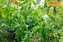 Agriculture News: জমিতে নয় খালের পাড়েই লঙ্কা চাষ! ব্যাপক লাভ সুন্দরবনের কৃষকদের