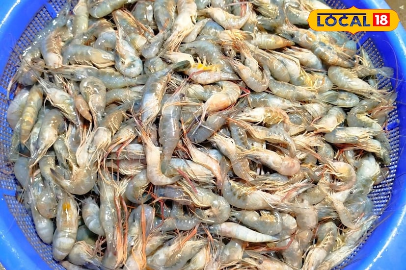 দিনের পর দিন মানুষের খাদ্যাভ্যাসে আসছে নতুনত্ব। আর সেই নতুনত্বের খোঁজেই এখন সাধারণ চপের বদলে মানুষের পছন্দের তালিকায় উঠে এসেছে চিংড়ি মাছের চপ। পুরুলিয়া জেলার রঘুনাথপুর শহরে এই চিংড়ি মাছের চপ এখন রীতিমতো জনপ্রিয় হয়ে উঠেছে। (ছবি ও তথ্য: শান্তনু দাস)