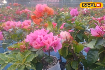 গরমের শুরু থেকে বাগান ভরবে ফুলে,'বাগান বিলাস' নার্সারিতে এখন হট কেক!পরিচর্যার পদ্ধতি জানুন