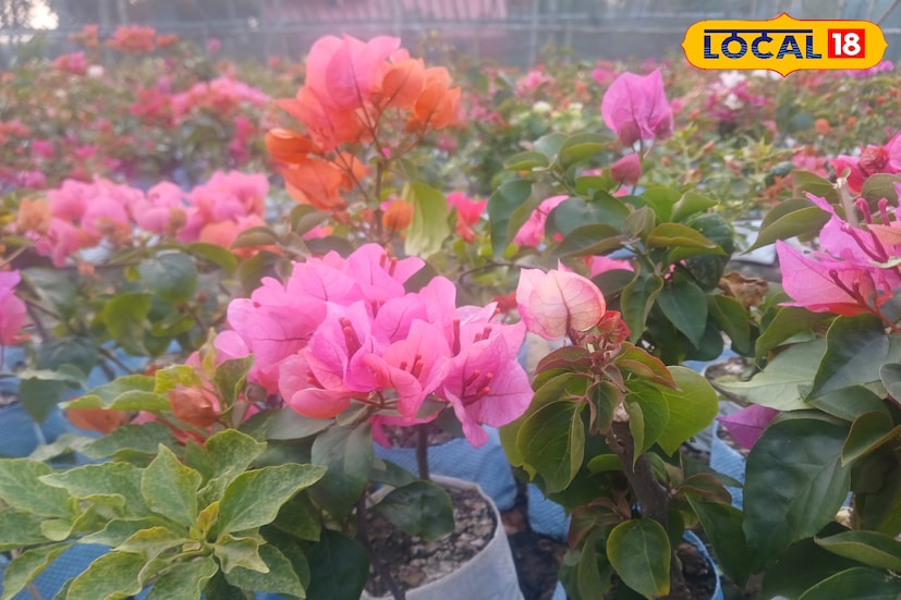 *গোলাপ যদি ফুলের রানী হয়, তাহলে অনেকের মতে ফুলের রাজা 'বাগান বিলাস' বা 'বোগেনভেলিয়া'! গরম পড়ার আগে বিভিন্ন আইডির গাছ হট কেকের মত বিক্রি হচ্ছে নার্সারি ও খোলা বাজারে। মহারানী আইডি গাছ বাজারে প্রায় অমিল। ১০০ টাকার গাছ ১০০০ টাকায় নিতেও পিছু-পা হচ্ছেন না অনেকে।