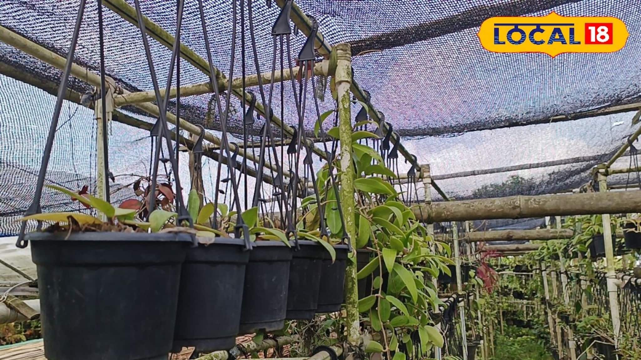 Gardening Tips: তীব্র দাবদাহে পুড়বে দক্ষিণবঙ্গ! সাধের বাগান বাঁচাতে এখনই করুন এই ৫ কাজ, না হলে শুকিয়ে খড় হবে গাছ