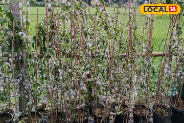 মার্চেই দাবদাহের ইঙ্গিত! সাধের বাগান বাঁচাতে এখনই করুন এই ৫ কাজ, গরমেও হাসবে আপনার বাগান