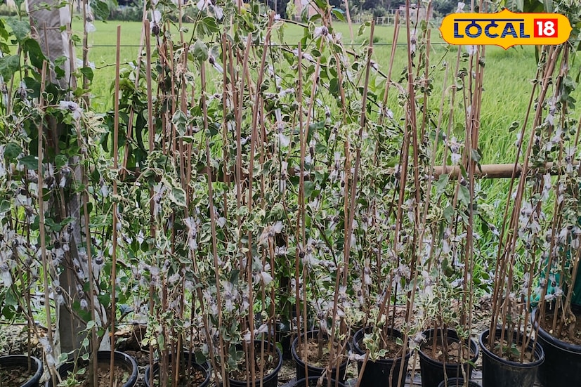 শীত পেরিয়ে বসন্ত না, রোদের উষ্ণতা মেখে দরজায় কড়া নাড়ছে গরম। মার্চ মাস দোরগোড়ায়। ফেব্রুয়ারির শেষ থেকেই বাড়ছে তাপমাত্রা। ইতিমধ্যেই সংকেত দিয়েছে চলতি বছর তীব্র দাবদাহের সম্ভাবনা দক্ষিণবঙ্গ জুড়ে। আবার হাওয়া অফিসের রিপোর্টে জানা যায় চলতি বছর তীব্র গরমের প্রকোপ পড়বে। এই গরমের হাত থেকে নিজের সাধের বাগান বাঁচাতে এই পদ্ধতি অবলম্বন করুন।(ছবি ও তথ্য: সৈকত শী) শীত পেরিয়ে বসন্ত না, রোদের উষ্ণতা মেখে দরজায় কড়া নাড়ছে গরম। মার্চ মাস দোরগোড়ায়। ফেব্রুয়ারির শেষ থেকেই বাড়ছে তাপমাত্রা। ইতিমধ্যেই সংকেত দিয়েছে চলতি বছর তীব্র দাবদাহের সম্ভাবনা দক্ষিণবঙ্গ জুড়ে। আবার হাওয়া অফিসের রিপোর্টে জানা যায় চলতি বছর তীব্র গরমের প্রকোপ পড়বে। এই গরমের হাত থেকে নিজের সাধের বাগান বাঁচাতে এই পদ্ধতি অবলম্বন করুন।(ছবি ও তথ্য: সৈকত শী)