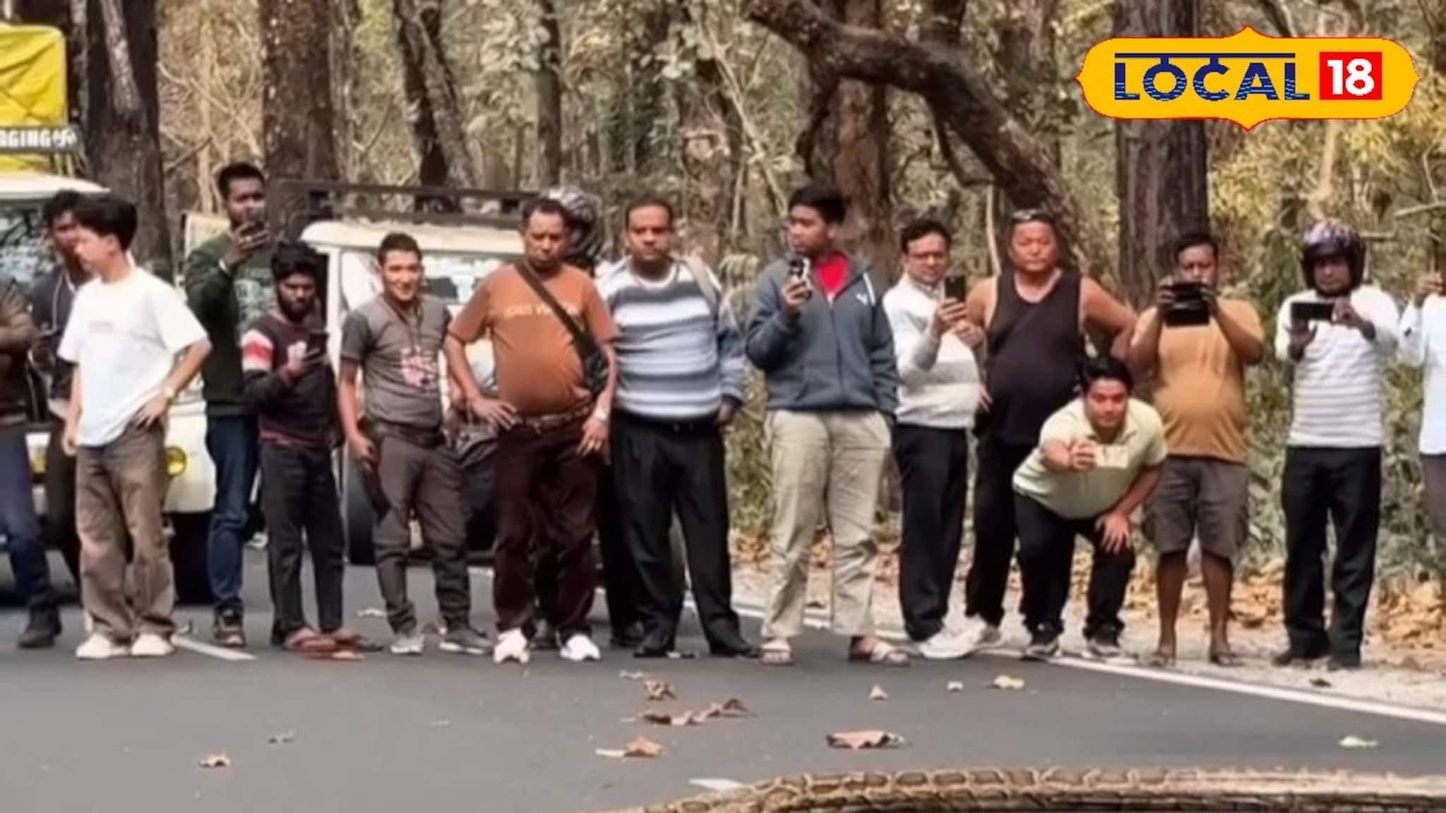 সেবক রোডে ‘দৈত্যাকার’ অতিথি...! NH10-এ পাইথনের Video ঝড়ের গতিতে ভাইরাল