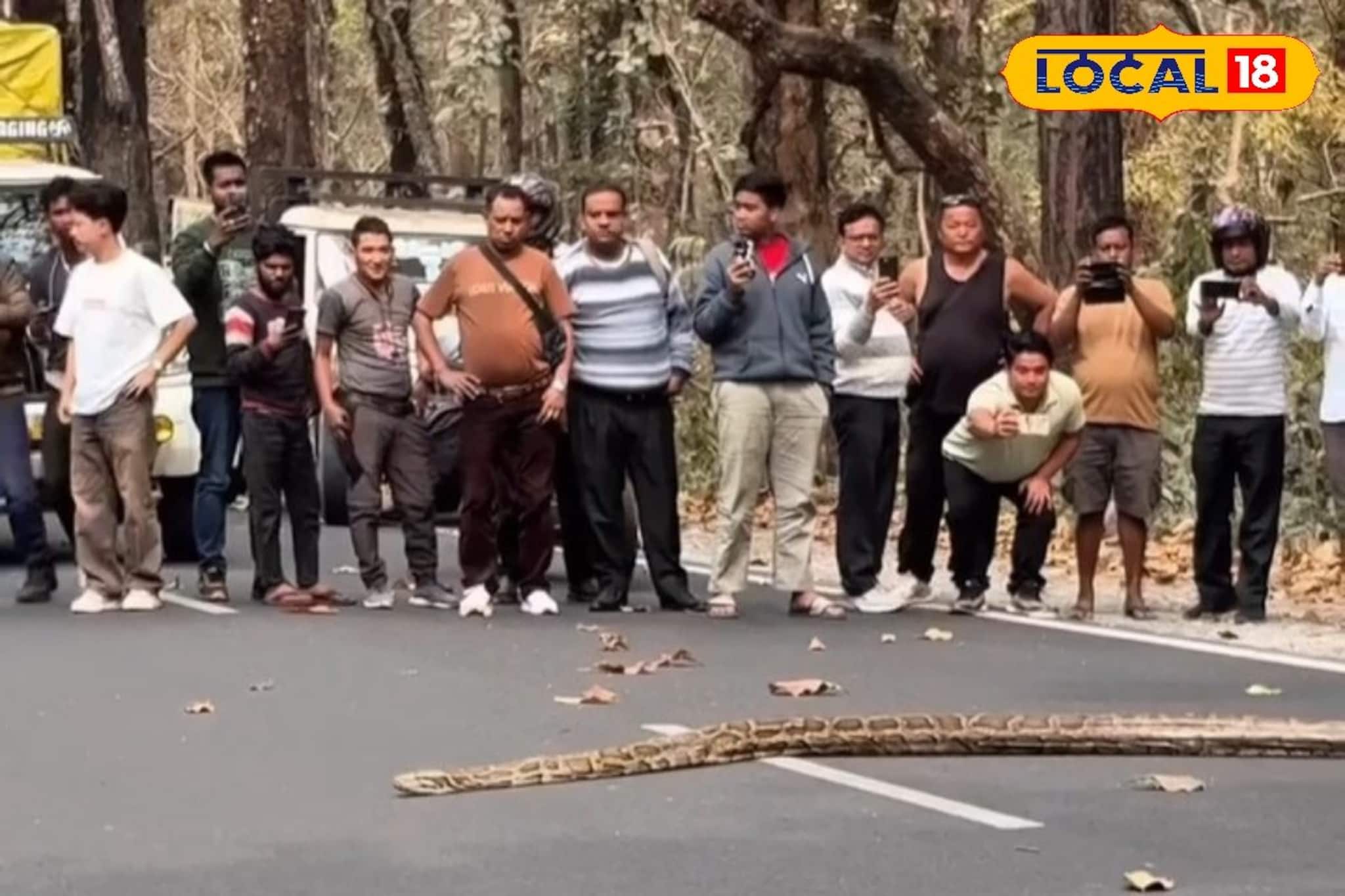 সেবক রোডে ‘দৈত্যাকার’ অতিথি...! NH10-এ পাইথনের Video ঝড়ের গতিতে ভাইরাল সেবক রোডে ‘দৈত্যাকার’ অতিথি...! NH10-এ পাইথনের Video ঝড়ের গতিতে ভাইরাল