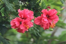 Jaba Phool In Garden: ঢোলা ঢোলা ফুলে ভরে যাবে গাছ, পাতা দেখতে পাবেন না, বসন্তের শুরুতেই মাটিতে মেশান ঘরোয়া টোটকা