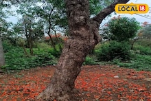 Holi 2026 Special Tourist Spot: কলকাতার খুব কাছে, পলাশের আগুনে রঙে রাঙানো গ্রাম! পুরুলিয়া নয়, দোলে ঘুরে আসুন শিউলিবোনা, জানুন