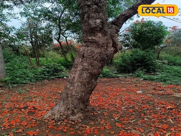 কলকাতার খুব কাছে, পলাশের আগুনে রঙে রাঙানো গ্রাম! পুরুলিয়া নয়, দোলে ঘুরে আসুন শিউলিবোনা কলকাতার খুব কাছে, পলাশের আগুনে রঙে রাঙানো গ্রাম! পুরুলিয়া নয়, দোলে ঘুরে আসুন শিউলিবোনা