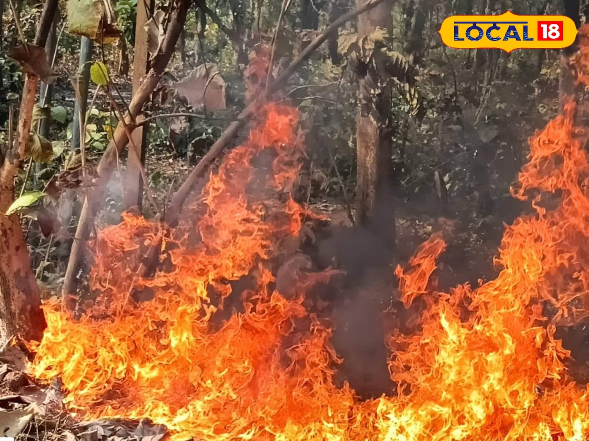 সামান্য অসতর্কতায় বিধ্বংসী দাবানল! হুমকির মুখে জঙ্গলমহল সামান্য অসতর্কতায় বিধ্বংসী দাবানল! হুমকির মুখে জঙ্গলমহল