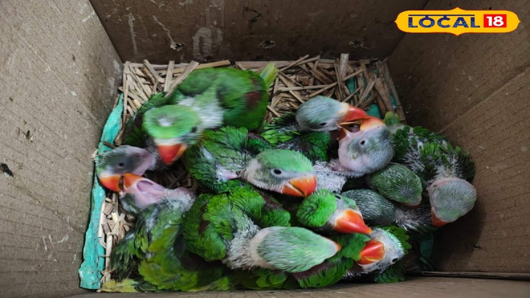 Howrah News: বিদেশি পাখির আড়ালে দেশি পাখির ব্যবসা! ক্রেতা সেজে চোরাকারবারির ডেরায় হানা! উদ্ধার একঝাঁক পাহাড়ি টিয়া