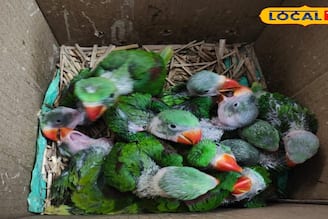 ক্রেতা সেজে চোরাকারবারির ডেরায় হানা! উলুবেড়িয়ায় উদ্ধার ১৫ পাহাড়ি চন্দনা টিয়া