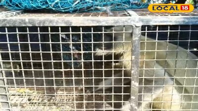 হাওড়ার উদয়নারায়ণপুরে পাগল হনুমানের উৎপাত