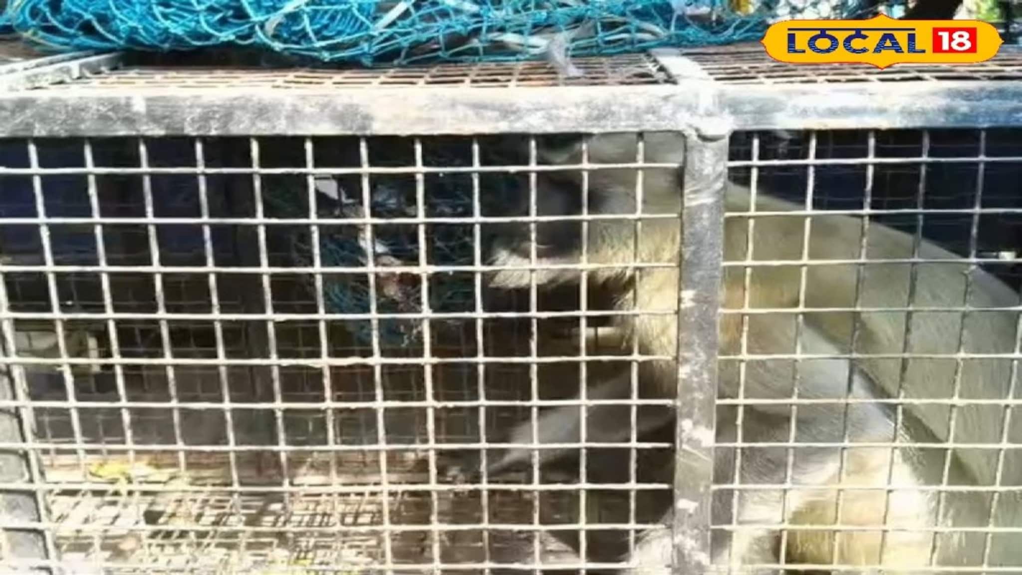 Monkey Menace: হাওড়ায় পাগল হনুমানের উৎপাত! তেড়ে গিয়ে আঁচড়, কামড়, আক্রান্ত ১৭, উদয়নারায়ণপুরে আতঙ্ক