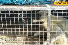 Monkey Menace: হাওড়ায় পাগল হনুমানের উৎপাত! তেড়ে গিয়ে আঁচড়, কামড়, আক্রান্ত ১৭, উদয়নারায়ণপুরে আতঙ্ক