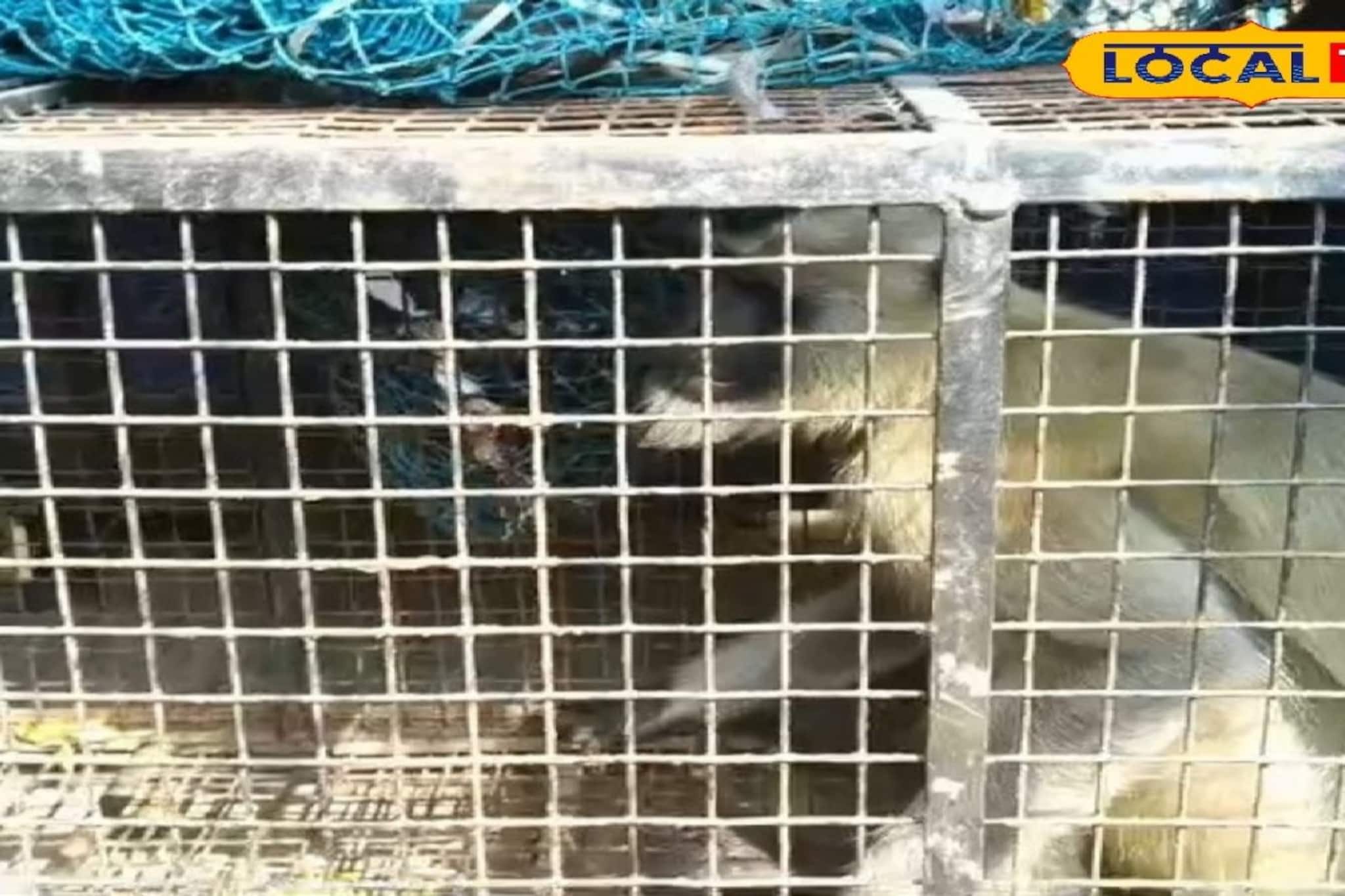 হাওড়ায় পাগল হনুমানের উৎপাত! তেড়ে গিয়ে আঁচড়, কামড়, উদয়নারায়ণপুরে আক্রান্ত ১৭