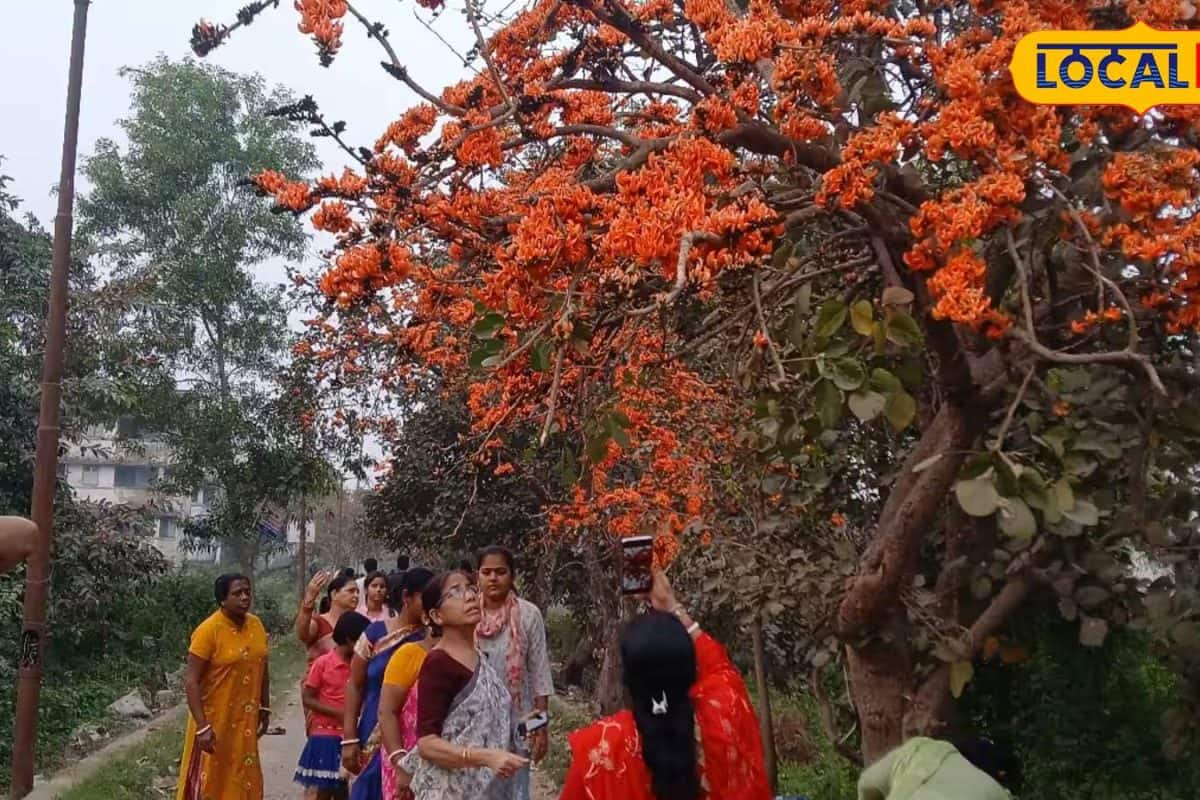 হাতের নাগালেই 'পলাশের স্বর্গ'! দোলে ঘুরে আসুন হাওড়ার 'এই' জঙ্গল