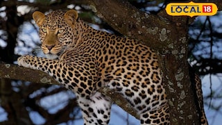 লেপার্ড | প্রতীকী ছবি