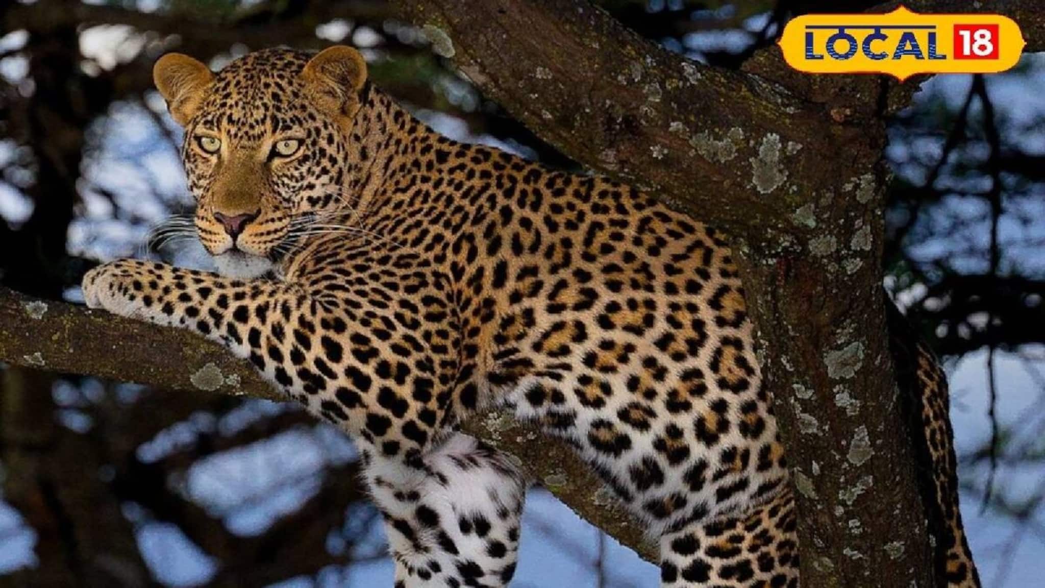 ছাগলের টোপেই বাজিমাত! বন দফতরের পাতা খাঁচায় ধরা পড়ল পূর্ণবয়স্ক লেপার্ড