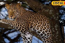 Jalpaiguri News: ছাগলের টোপেই বাজিমাত! বন দফতরের পাতা খাঁচায় ধরা পড়ল পূর্ণবয়স্ক লেপার্ড, স্বস্তি ফিরল এলাকায়