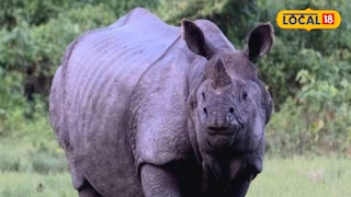 ফের এক গণ্ডারের মৃত্যু | প্রতীকী ছবি ফের এক গণ্ডারের মৃত্যু | প্রতীকী ছবি