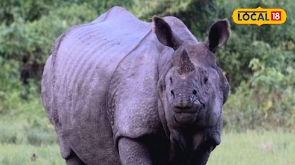 ফের এক গণ্ডারের মৃত্যু | প্রতীকী ছবি ফের এক গণ্ডারের মৃত্যু | প্রতীকী ছবি