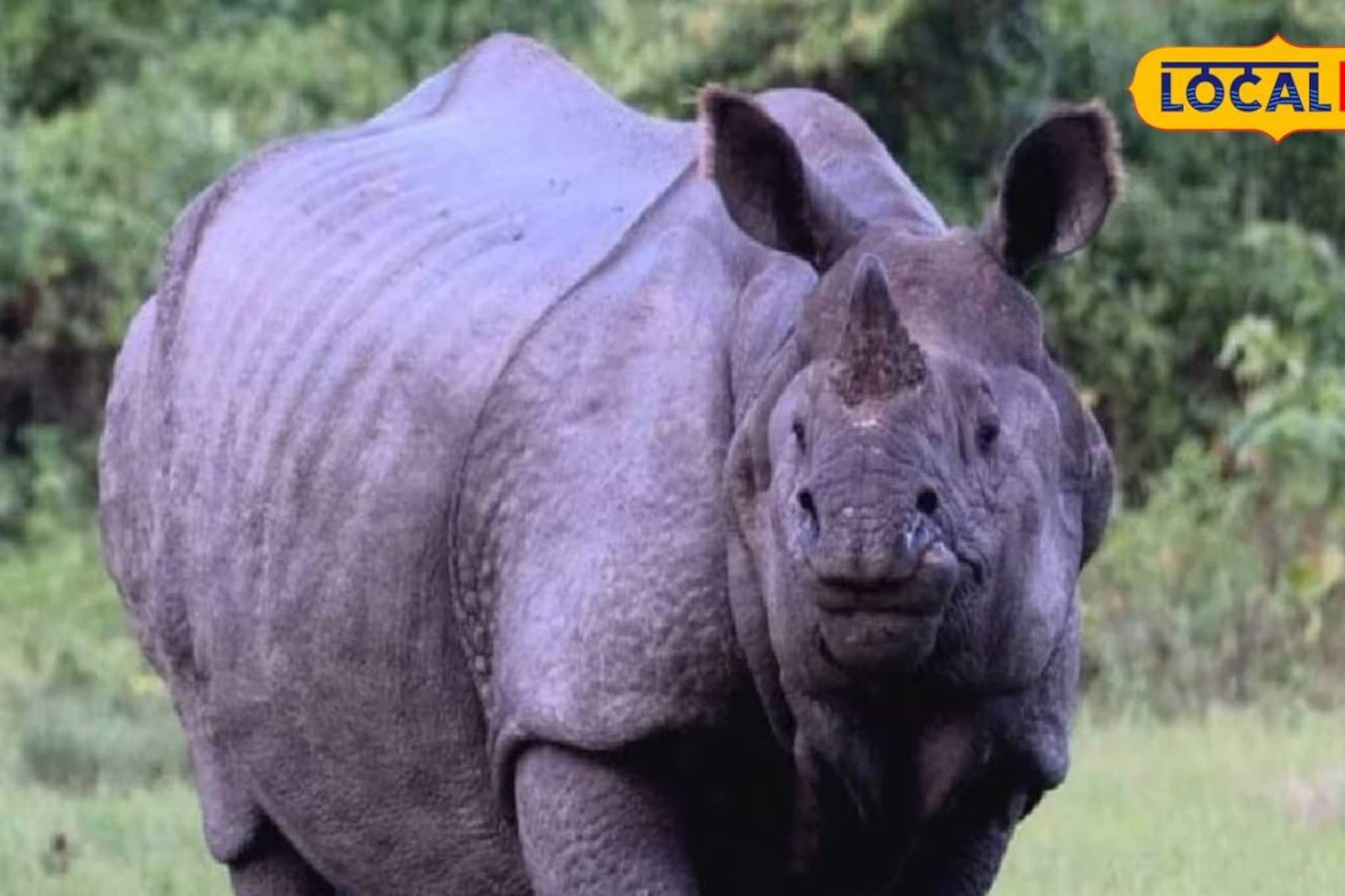 পর্যটকদের প্রিয় একশৃঙ্গ গণ্ডার নিয়ে খারাপ খবর! গরুমারায় ফের এক গণ্ডারের মৃত্যু