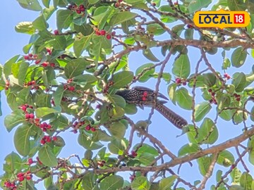 শীতের বিদায়বেলায় বড় টুইস্ট! ঝাড়গ্রামে কি ফের ফিরছে হাড়কাঁপানো ঠান্ডা?যা জানাল আবহাওয়া দফতর
