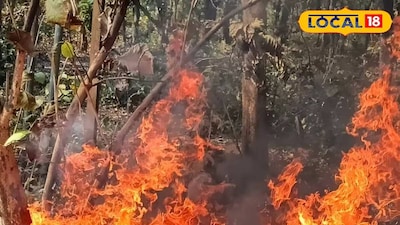 জঙ্গলে আগুন | প্রতীকী ছবি