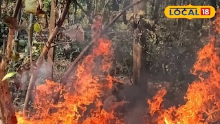 জঙ্গলে আগুন | প্রতীকী ছবি