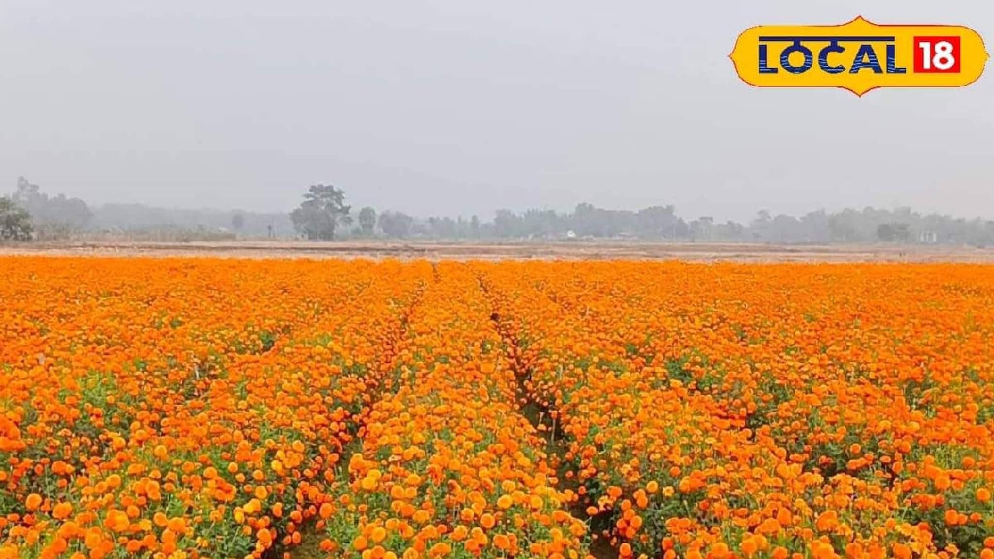 Jhargram News: একরের পর একর জমি জুড়ে রঙের বাহার! ঝাড়গ্রামের পর্যটনে নতুন আকর্ষণ 'ফুলের রাজ্য', ঘুরতে গেলে মিস করবেন না