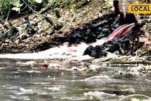 South 24 Parganas: কালনাগিনীর নীল রঙ বদলে কালো! নদীমাতৃক দেশে নদীর চরম দুর্দশা, দুর্গন্ধে টেঁকা দায়, কাকদ্বীপে ভয়াবহ মাত্রায় দূষণ