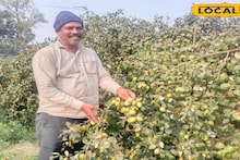 Agriculture News: আধুনিক পদ্ধতি মেনে ‘এই’ চাষ করেই বিপুল লাভবান হচ্ছেন কৃষকরা !