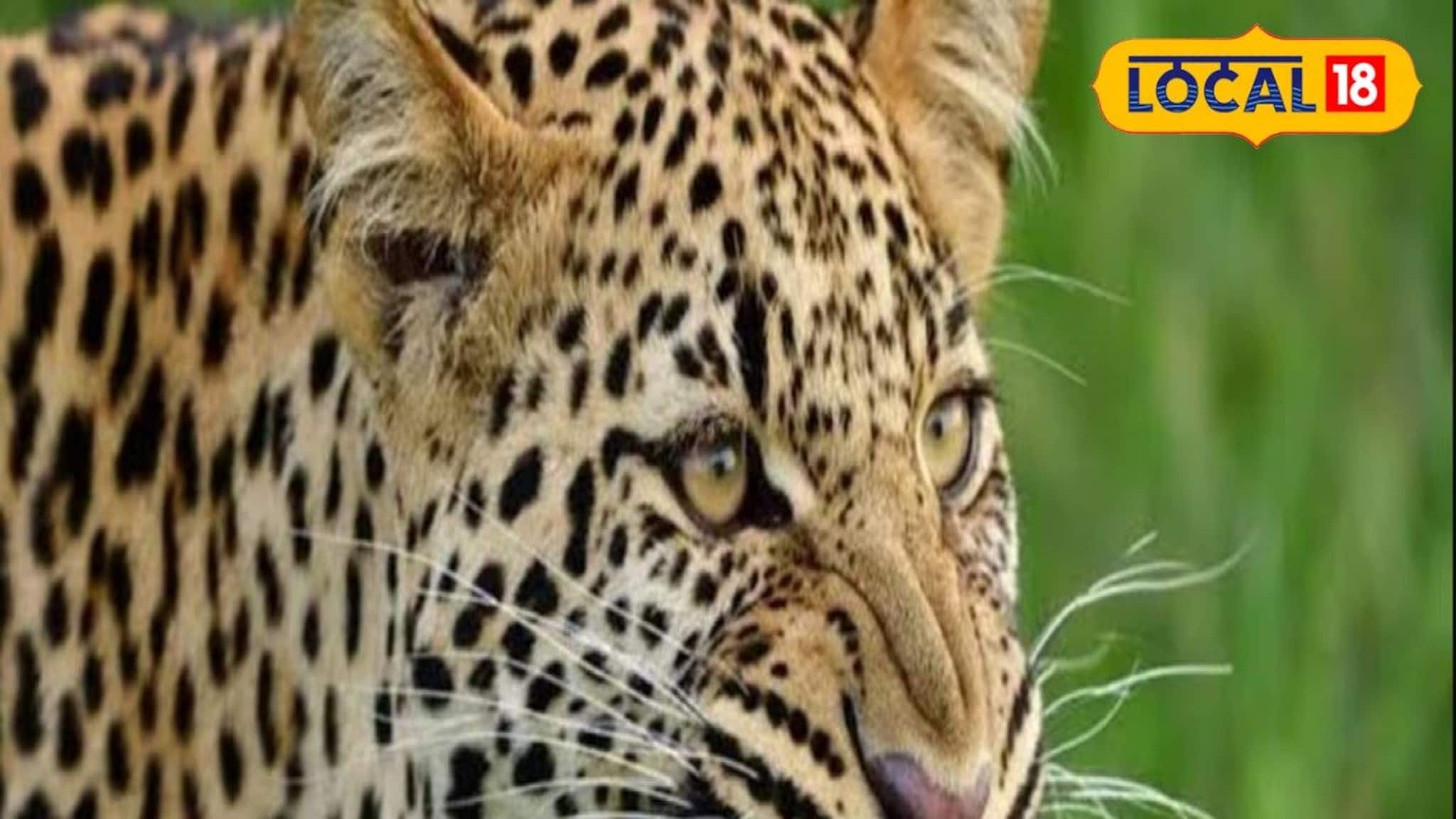 চা বাগানে ঘাপটি মেরেছিল লেপার্ড! ঝাঁপিয়ে পড়ল 'শিকারের' উপর, গুরুতরভাবে জখম চা শ্রমিক