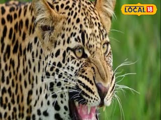 লেপার্ড 