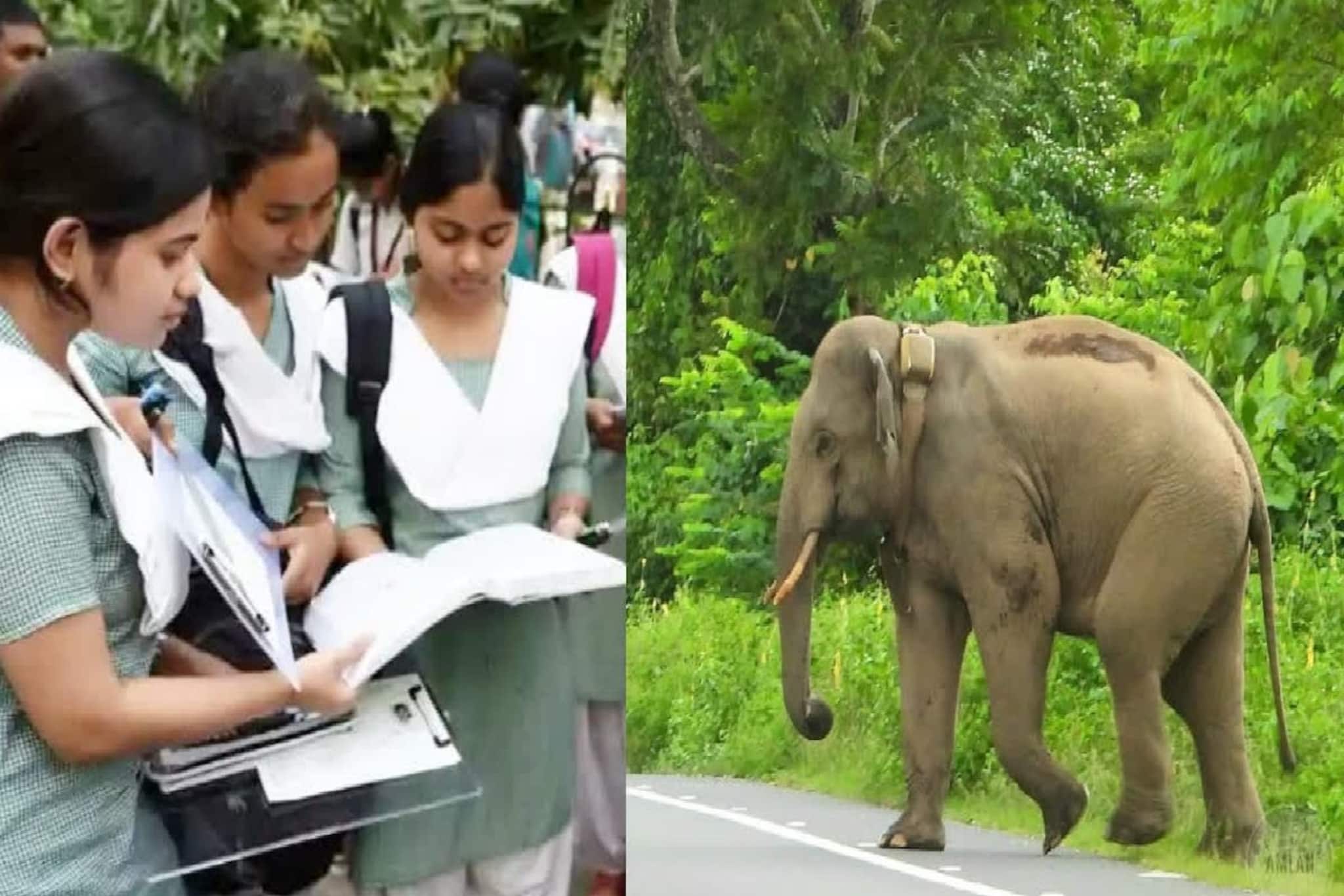 স্কুলের পথে হামেশাই হাতির ভয়, মাধ্যমিকের দিন পরীক্ষাকেন্দ্রে পৌঁছনোর উদ্যোগ নিল বন দফতর!