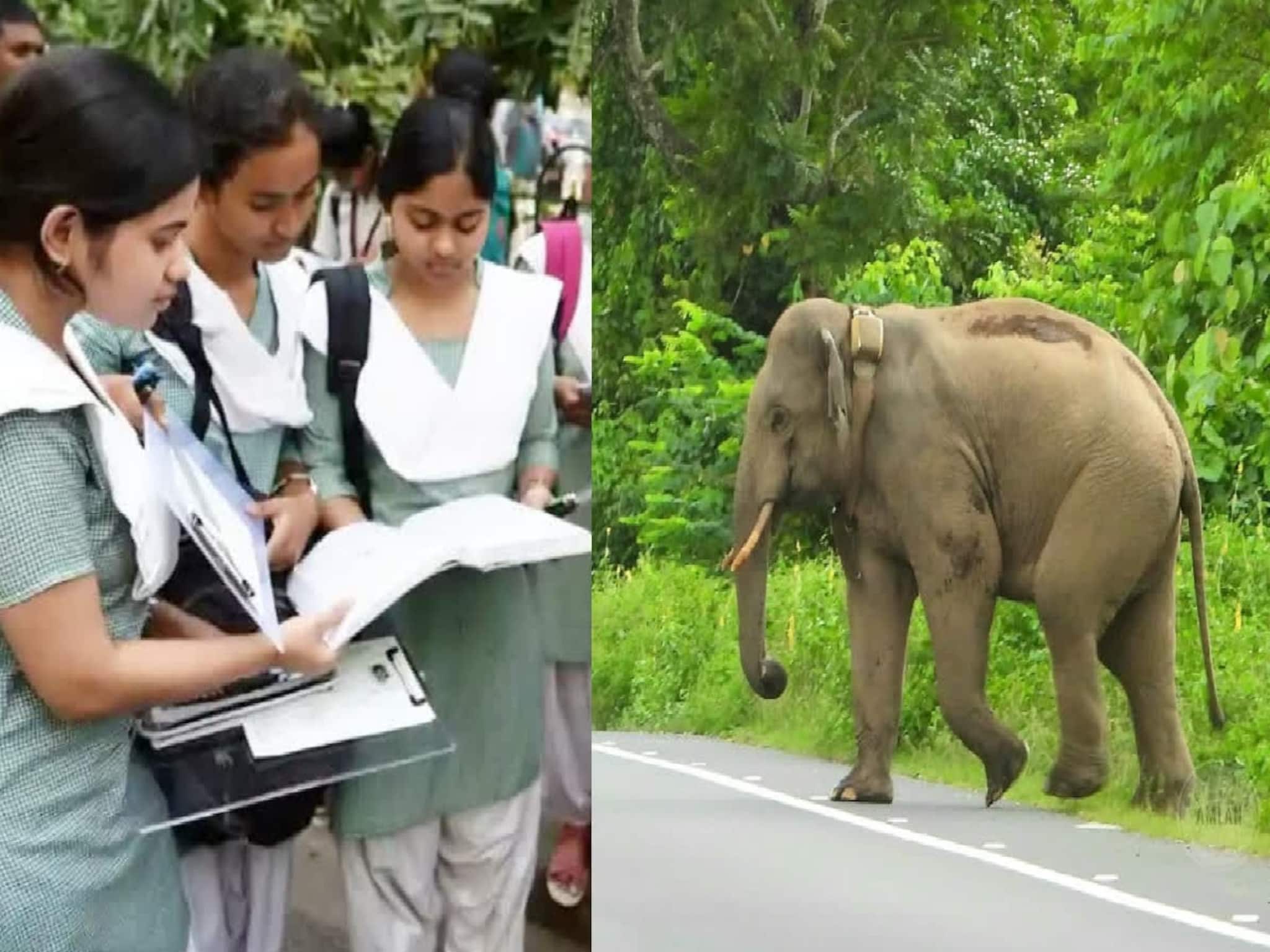 স্কুলের পথে হামেশাই হাতির ভয়, মাধ্যমিকের দিন পরীক্ষাকেন্দ্রে পৌঁছনোর উদ্যোগ নিল বন দফতর!