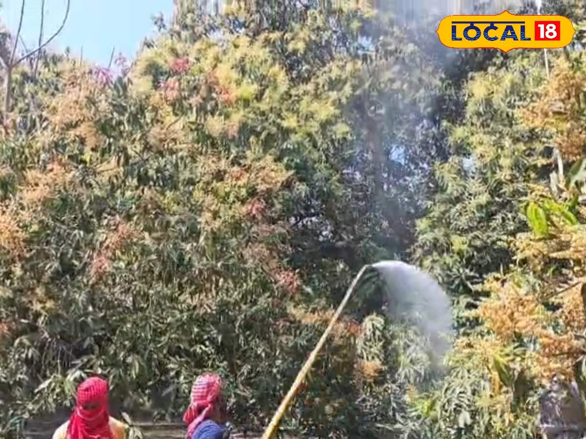 আম গাছে জল দিচ্ছেন চাষিরা 