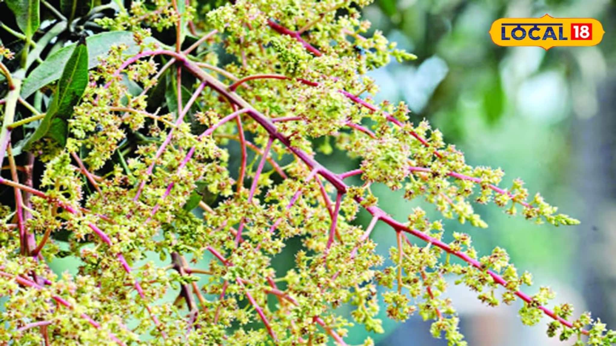 অফ সিজিনে আমের ভেলকি! এই বছর জলের দরে মিলবে হিমসাগর, ল্যাংড়া