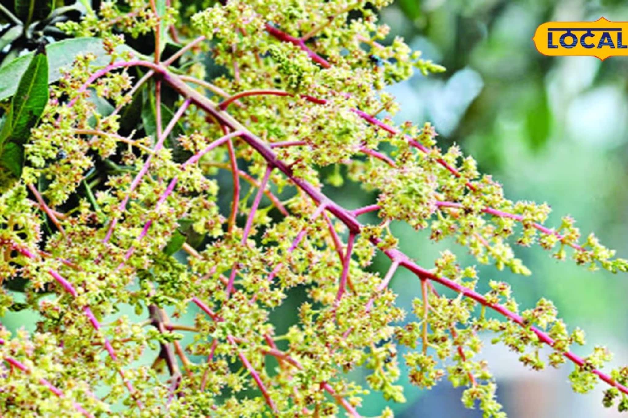 অফ সিজিনে আমের ভেলকি! এই বছর জলের দরে মিলবে হিমসাগর, ল্যাংড়া অফ সিজিনে আমের ভেলকি! এই বছর জলের দরে মিলবে হিমসাগর, ল্যাংড়া