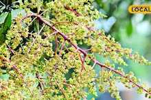 Mangoes: অফ সিজিনে আমের ভেলকি! এই বছর সস্তা হবে বাংলার হিমসাগর, ল্যাংড়া, জলের দরে ফলের রাজা