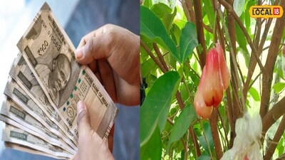 লাল জামরুল চাষ