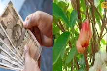 Agriculture News: সুন্দরবনের নোনা মাটিতে রঙিন ফলের চাষ, স্বল্প খরচে মালামাল কৃষকরা, ঘরে আসছে মোটা টাকা