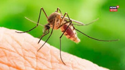 রাতে মশাদের গান বিরক্তি ধরায়! কিন্তু শুধু কানের কাছেই কেন?  জানলে আঁতকে উঠবেন