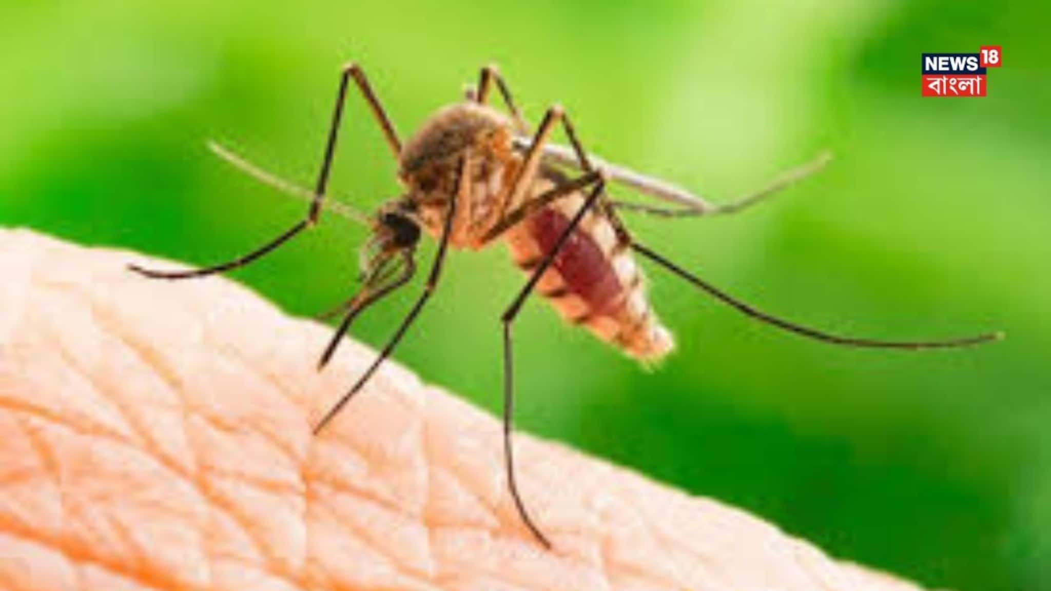 রোজ রাত হলেই মশাদের গান বিরক্তি ধরায়! কিন্তু শুধু কানের কাছেই কেন? জানলে চমকে উঠবেন